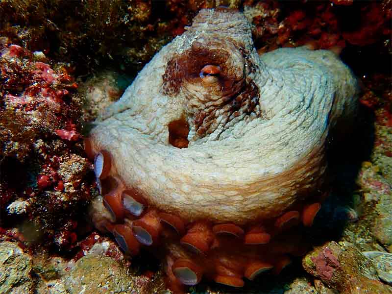 Foto 1 de La Mola